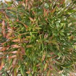 Nandina Domestica ‘Obsessed’ -The Palm Centre NAO 60a95a8bb9e5d