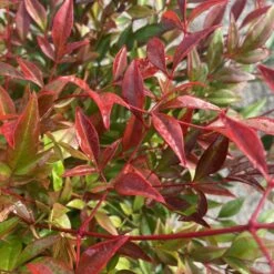 Nandina Domestica ‘Obsessed’ -The Palm Centre NAO 60a95a8d90b9b