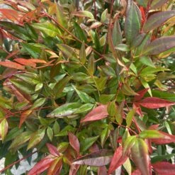 Nandina Domestica ‘Obsessed’ -The Palm Centre NAO 60a95a8f546f9