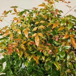 Nandina Domestica ‘Obsessed’ -The Palm Centre NAO 6138879db4519