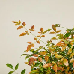 Nandina Domestica ‘Obsessed’ -The Palm Centre NAO 613887a110bc8