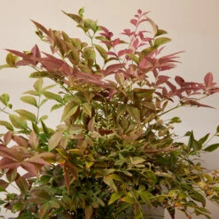 Nandina Domestica ‘Obsessed’ -The Palm Centre NAO 61997dd1e41c4