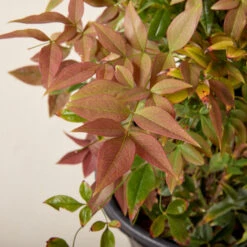 Nandina Domestica ‘Obsessed’ -The Palm Centre NAO 61997dd447c52