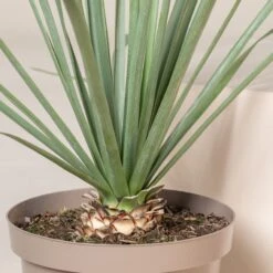 Nolina Nelsonii -The Palm Centre NNL 1 scaled 1