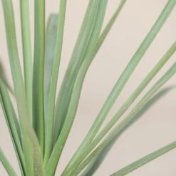 Nolina Nelsonii -The Palm Centre NNL 10 4 scaled 1