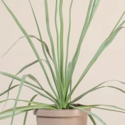 Nolina Nelsonii -The Palm Centre NNL 10 5 scaled 1