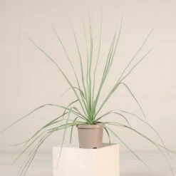 Nolina Nelsonii -The Palm Centre NNL 4 6 scaled 1