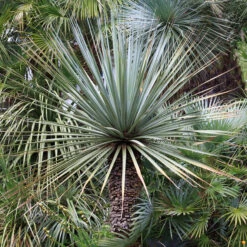 Nolina Nelsonii -The Palm Centre Nolina nelsonii 1 3