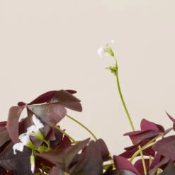 Oxalis ‘Black Velvet’ -The Palm Centre OBV 619948b5129ae