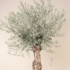 Olea Europaea – Bonsai Form -The Palm Centre OEU ABI 1 scaled 1