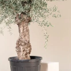 Olea Europaea – Bonsai Form -The Palm Centre OEU ABI 2 scaled 1