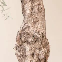 Olea Europaea – Bonsai Form -The Palm Centre OEU ABI 3 scaled 1