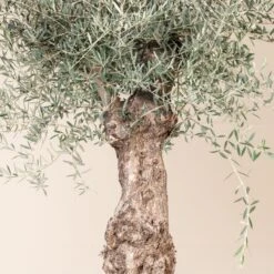 Olea Europaea – Bonsai Form -The Palm Centre OEU ABI 4 scaled 1