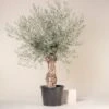 Olea Europaea – Bonsai Form -The Palm Centre OEU ABI 5 1 scaled 1