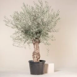 Olea Europaea – Bonsai Form