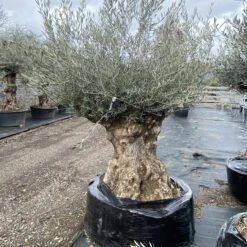 Olea Europaea – Ancient -The Palm Centre OEU ANC 60a93e450e4d0