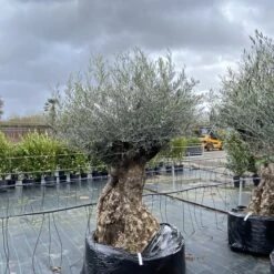 Olea Europaea – Ancient -The Palm Centre OEU ANC 60a93e46d38df