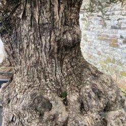 Olea Europaea – Ancient -The Palm Centre OEU ANC 60a93e48a1ffb