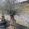 Olea Europaea – Ancient -The Palm Centre OEU ANC 60a93e4c43e84