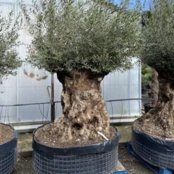 Olea Europaea – Ancient -The Palm Centre OEU ANC 60a93e51cefc0