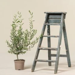 Olea Europaea – Bush Form -The Palm Centre OEU B 2 scaled 1