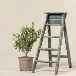 Olea Europaea – Bush Form -The Palm Centre OEU B 3 scaled 1