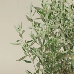 Olea Europaea – Bush Form -The Palm Centre OEU B 4 scaled 1