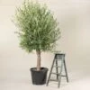 Olea Europaea – Mature -The Palm Centre OEU M30 1 scaled 1