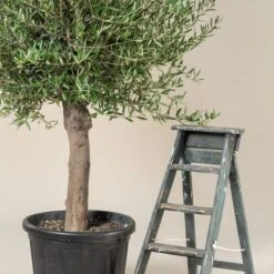 Olea Europaea – Mature -The Palm Centre OEU M30 10 scaled 1