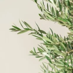 Olea Europaea – Mature -The Palm Centre OEU M30 8 scaled 1