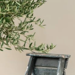 Olea Europaea – Mature -The Palm Centre OEU M30 9 scaled 1