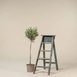 Olea Europaea – Topiary -The Palm Centre OEU QS6 scaled 1