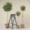 Olea Europaea – Topiary -The Palm Centre OEU T 3 scaled 1