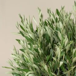 Olea Europaea – Topiary -The Palm Centre OEU T 5 scaled 1