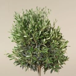 Olea Europaea – Topiary -The Palm Centre OEU T 6 scaled 1