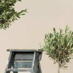Olea Europaea – Topiary -The Palm Centre OEU T scaled 1