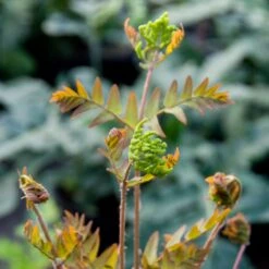 Osmunda Regalis -The Palm Centre ORE 4 scaled 1
