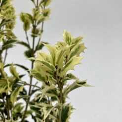 Osmanthus Heterophyllus ‘Variegatus’ -The Palm Centre OSV 626668eaae01b