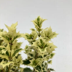 Osmanthus Heterophyllus ‘Variegatus’ -The Palm Centre OSV 626668ecc5525