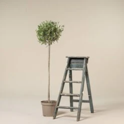 Olea Europaea – Topiary -The Palm Centre OUE H10 scaled 1