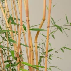 Phyllostachys Aureosulcata ‘Aureocaulis’ -The Palm Centre PAA 19 scaled 1