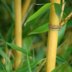 Phyllostachys Aureosulcata ‘Aureocaulis’ -The Palm Centre PAA 2 scaled 1