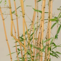 Phyllostachys Aureosulcata ‘Aureocaulis’ -The Palm Centre PAA 25 scaled 1