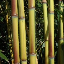 Phyllostachys Aureosulcata ‘Spectabilis’ -The Palm Centre PAS 1 scaled 1