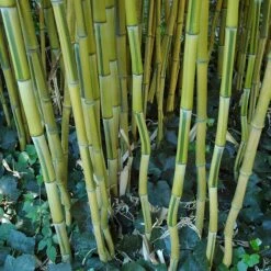Phyllostachys Aureosulcata ‘Spectabilis’ -The Palm Centre PAS 2 scaled 1