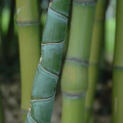 Phyllostachys Aurea -The Palm Centre PAU 1 scaled 1