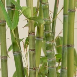 Phyllostachys Aurea -The Palm Centre PAU 14 scaled 1