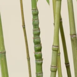 Phyllostachys Aurea -The Palm Centre PAU 15 scaled 1