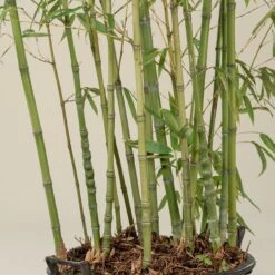 Phyllostachys Aurea -The Palm Centre PAU 17 scaled 1