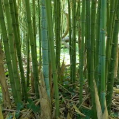 Phyllostachys Aurea -The Palm Centre PAU 2 scaled 1